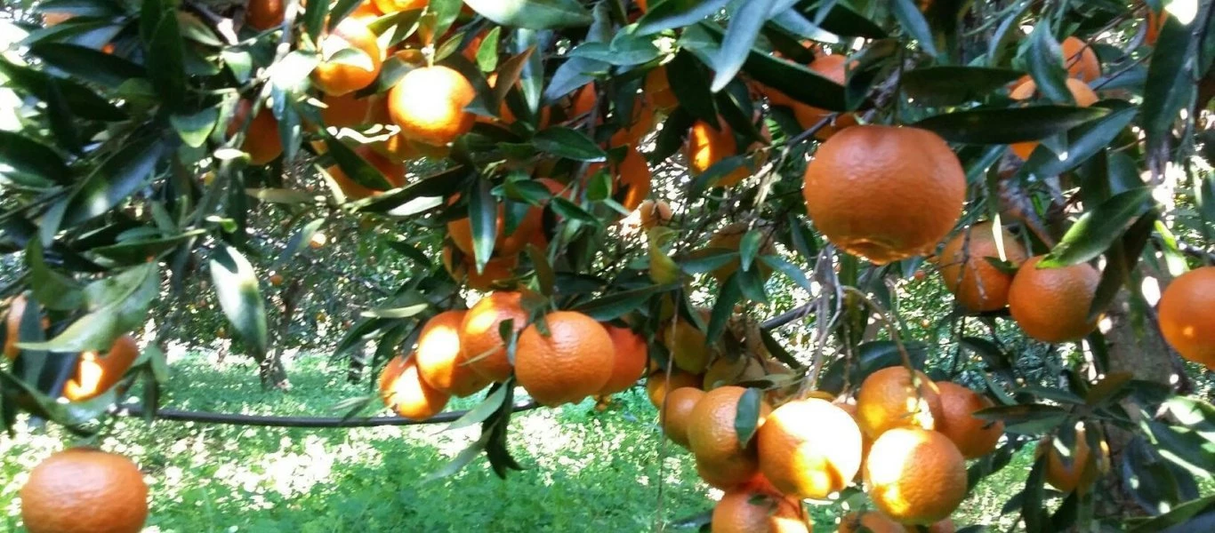 9 φρούτα και λαχανικά με περισσότερη βιταμίνη C από το πορτοκάλι